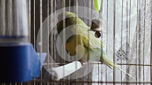 Green parrot in a cage