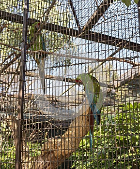 Green parrot in cage.