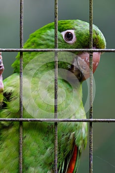 Green parrot in a cage