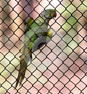 Green Parrot on cage