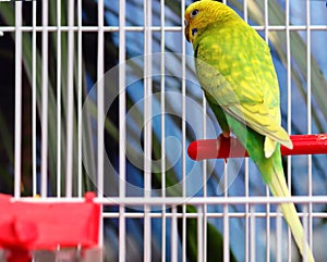 Green parrot in a cage