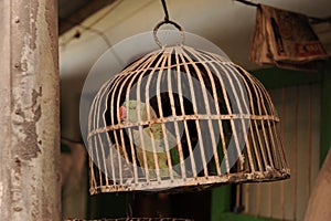 Green parrot is in the cage