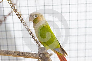 Green parrot in cage