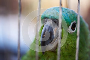 Green parrot in cage