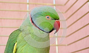 Green parrot in the cage