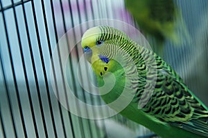 Green parrot in the cage . Budgie . Parakeets . Green wavy parrot sits in a cage . Rosy Faced Lovebird parrot in a cage . birds in