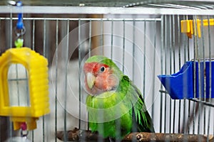 Green parrot in a cage close up