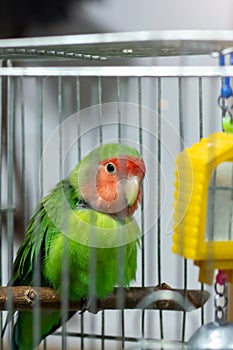 Green parrot in a cage close up