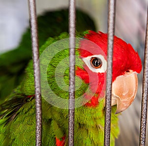 Green parrot in a cage, close up portrait of sad prisoner