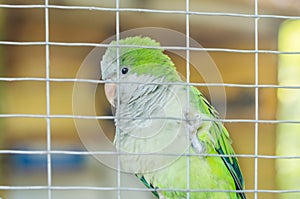 Green parrot in a cage in the zoo