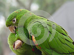 Green Parrot Couple 2