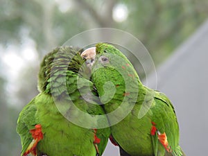 Green Parrot Couple 3