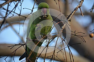 Green parrot drago is eating