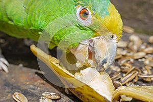 Green parrot eating banana Psittacoidea.