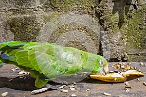 Green parrot eating banana Psittacoidea.