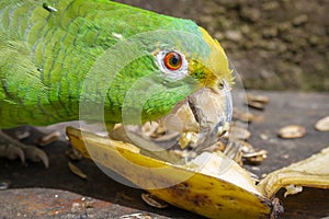 Green parrot eating banana Psittacoidea.