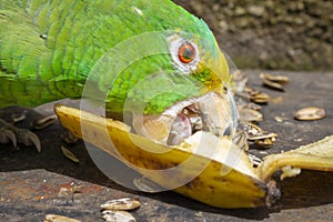 Green parrot eating banana Psittacoidea.