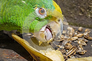 Green parrot eating banana Psittacoidea.