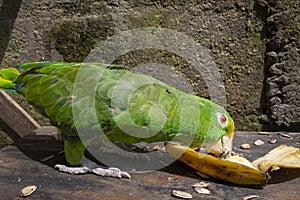 Green parrot eating banana Psittacoidea.