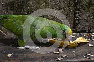 Green parrot eating banana Psittacoidea.