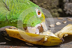 Green parrot eating banana Psittacoidea.