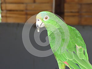 Green parrot eating colombia tatacoa wood