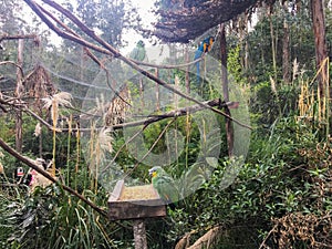 Green Parrot Eating at Feeder in the Woods