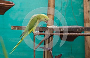 A green parrot eating grains