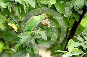 A green parrot eating guava