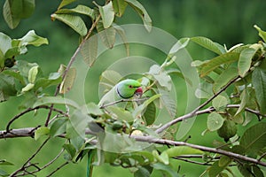 Green Parrot eating guava on tree