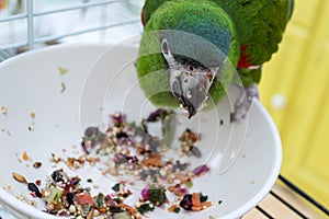 Green parrot eating healthy fresh food from a bowl.