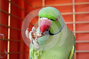 Green parrot eating peanut