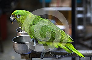 Verde loro comer semilla pájaro El mercado 