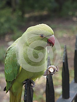 Parrot lunch 2 photo