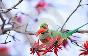 Green parrot eats flower