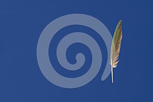 Green parrot feather with copy space