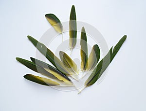 Green parrot feathers. isolated white