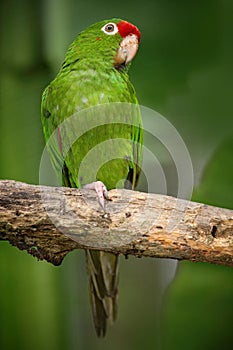 Green parrot Finsch's parakeet, Aratinga finschi, Costa Rica photo