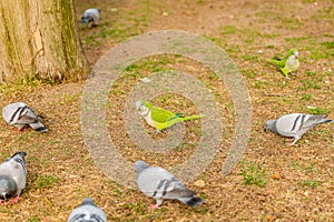 Green parrot in focus, standing on sparse grass surrounded by pigeons