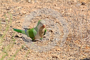 Green parrot in Fuerteventura, Canary Islands