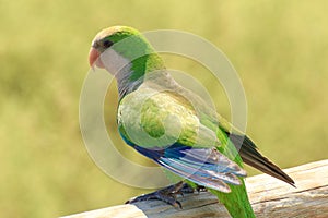 Green parrot in Fuerteventura, Canary Islands