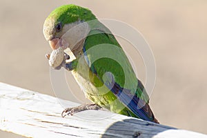 Green parrot in Fuerteventura, Canary Islands