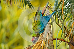 Green parrot Great-Green Macaw, Ara ambigua on pal tree. Wild rare bird in the nature habitat, sitting on the branch in Costa Rica