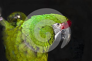 Green parrot Great-Green Macaw, Ara ambigua. Wild rare bird in the nature habitat. Insulated black background.