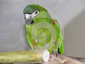 Green parrot, Hahn`s macaw on perch indoors.