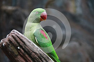 A green parrot have red beak is standing on the timber and looking something at right hand side of viewer.