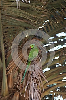 Green parrot