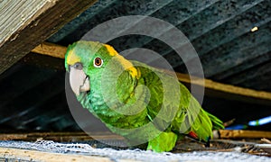 A Green Parrot on the Island of Utila, Honduras.