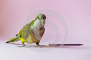A  parrot kalita stands next to a grain and a pen on a pink background and looks attentively at the camera. photo