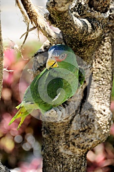 Green parrot, Mexico